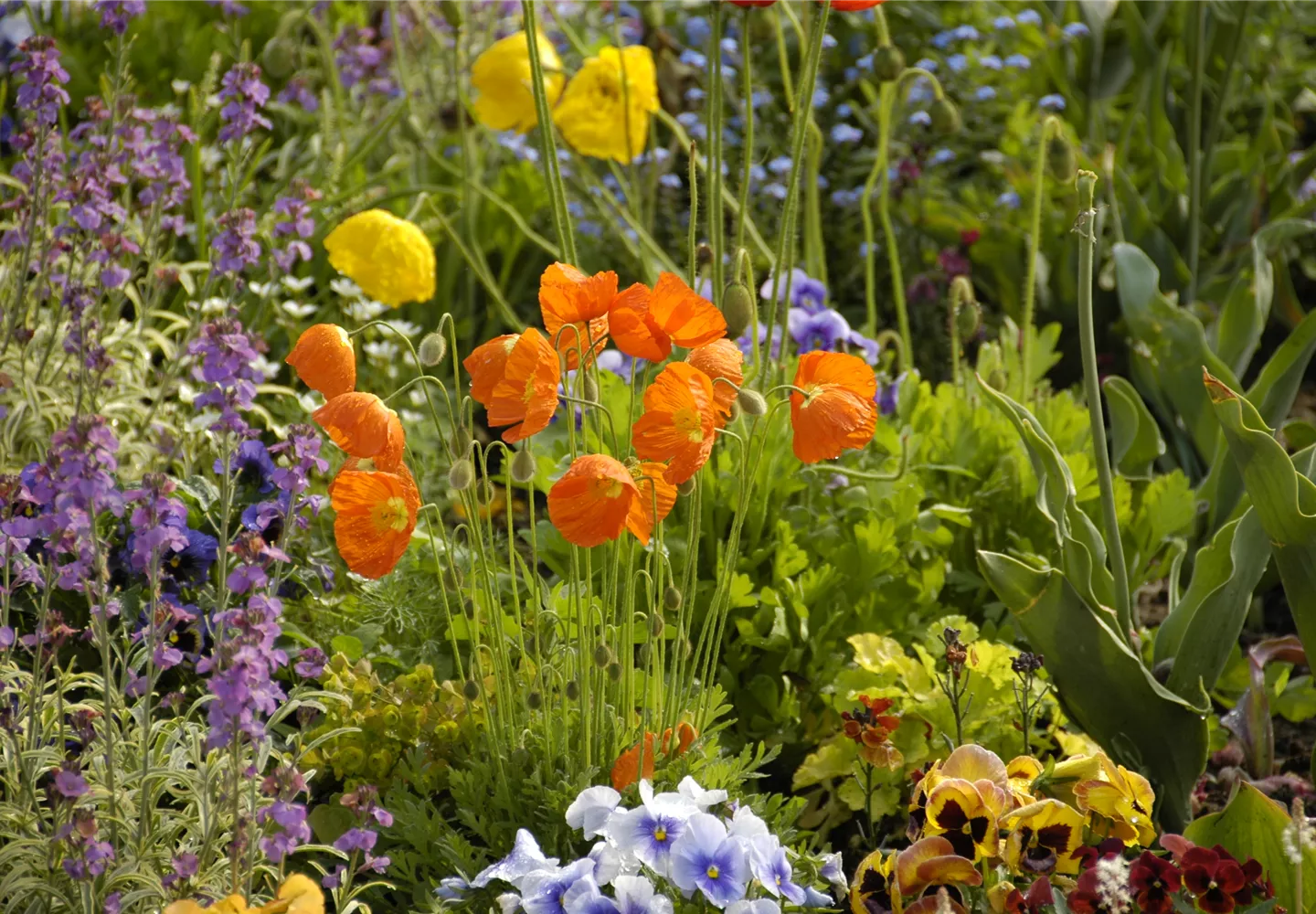 Mohn: Blütenzauber und Eleganz