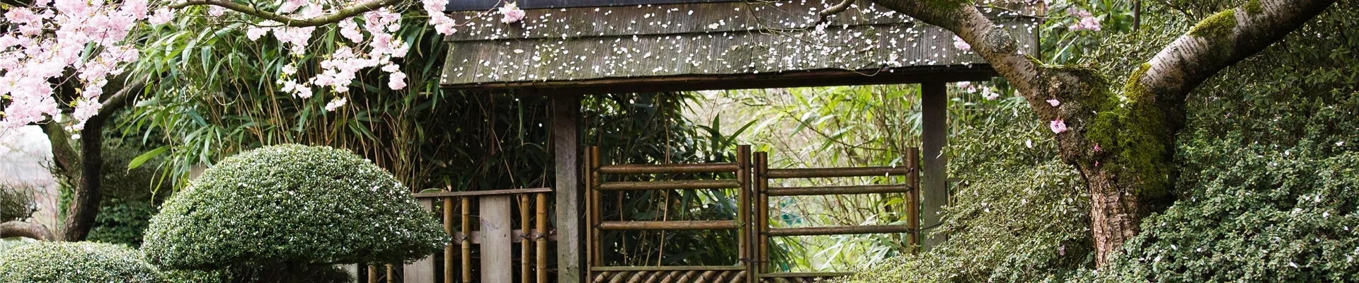 Prunus subhirtella 'Accolade' Prunus subhirtella 'Accolade'