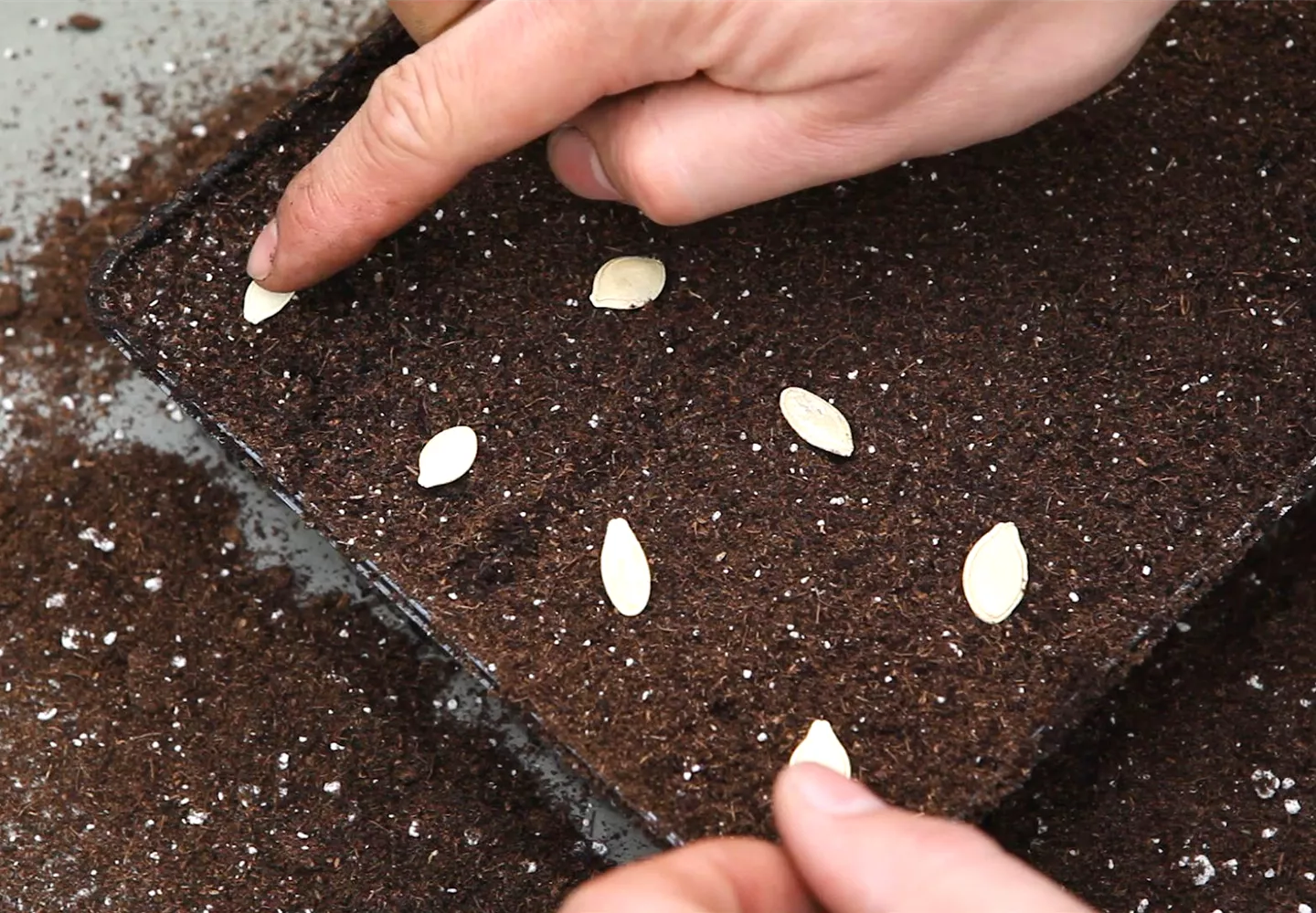 Kürbis - Aussäen von Samen