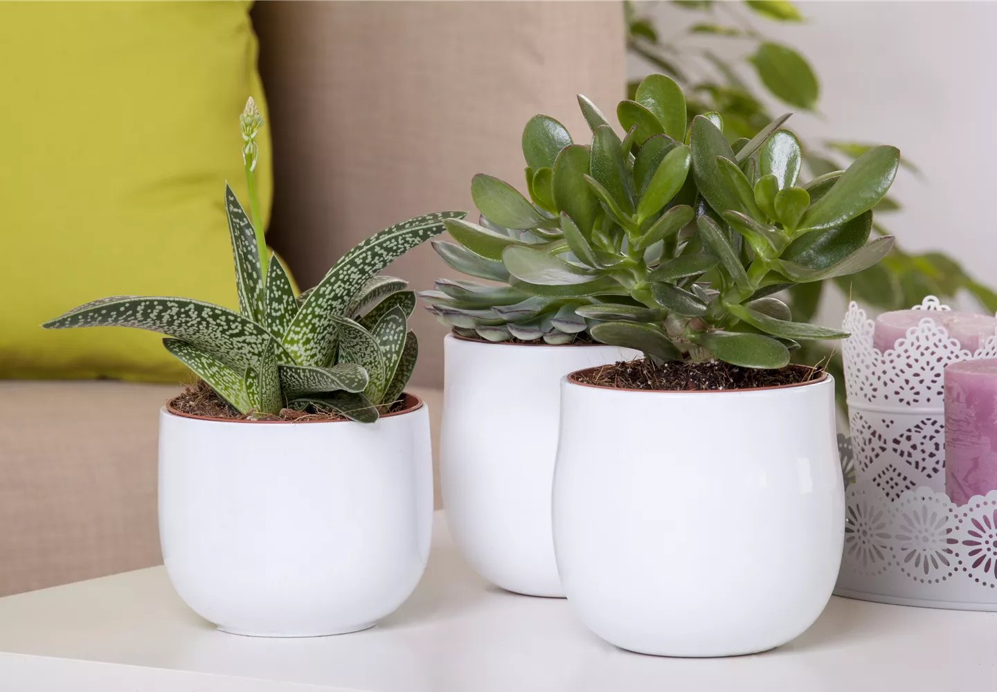 Aloe Vera - die Pflanze, die schön macht Aloe Vera - die Pflanze, die schön macht