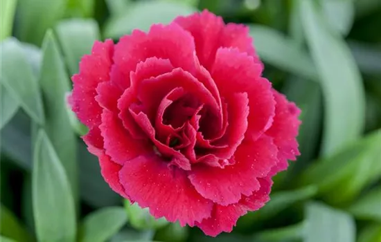 Der 1. Mai – was hat er mit Pflanzen und Blumen zu tun? Der 1. Mai – was hat er mit Pflanzen und Blumen zu tun?