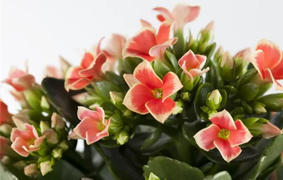 Die Kalanchoe - unsterbliche Schönheit Die Kalanchoe - unsterbliche Schönheit
