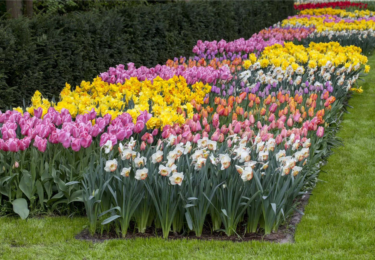 Das Blumenbeet pflegen: Gießen, düngen und schneiden Das Blumenbeet pflegen: Gießen, düngen und schneiden
