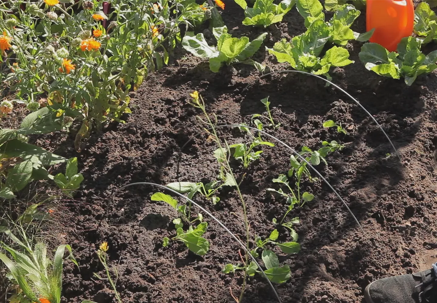 Radieschen - Aussaat und Aufzucht