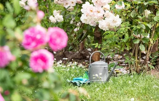 Bewässerungsanlagen im Garten – entspannt sitzen statt schwitzen Bewässerungsanlagen im Garten – entspannt sitzen statt schwitzen