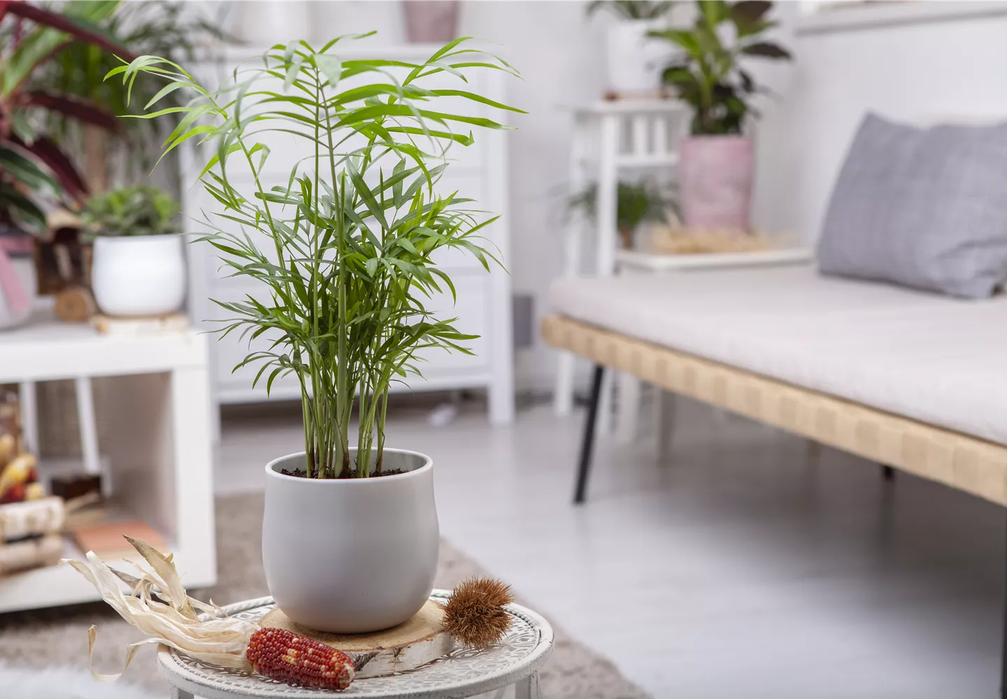 Wie versorge ich Zimmerpflanzen während eines kurzen Urlaubs?