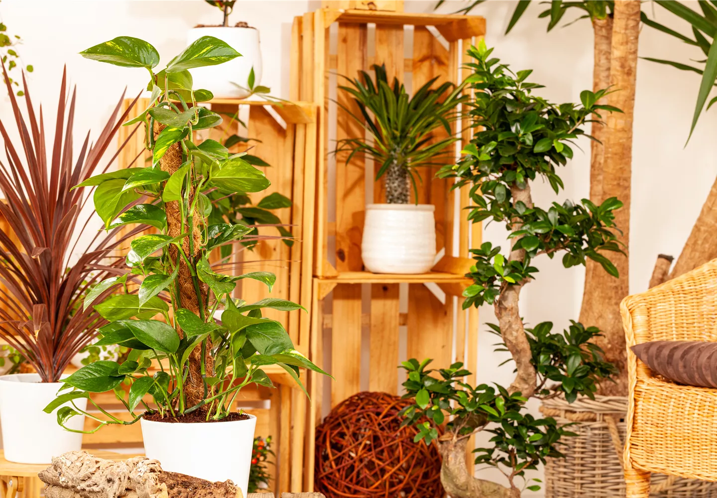 Pflanzen-Giganten mit Stil und Charme