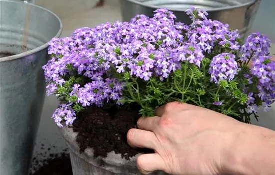 Eisenkraut - Einpflanzen in ein Gefäß Eisenkraut - Einpflanzen in ein Gefäß