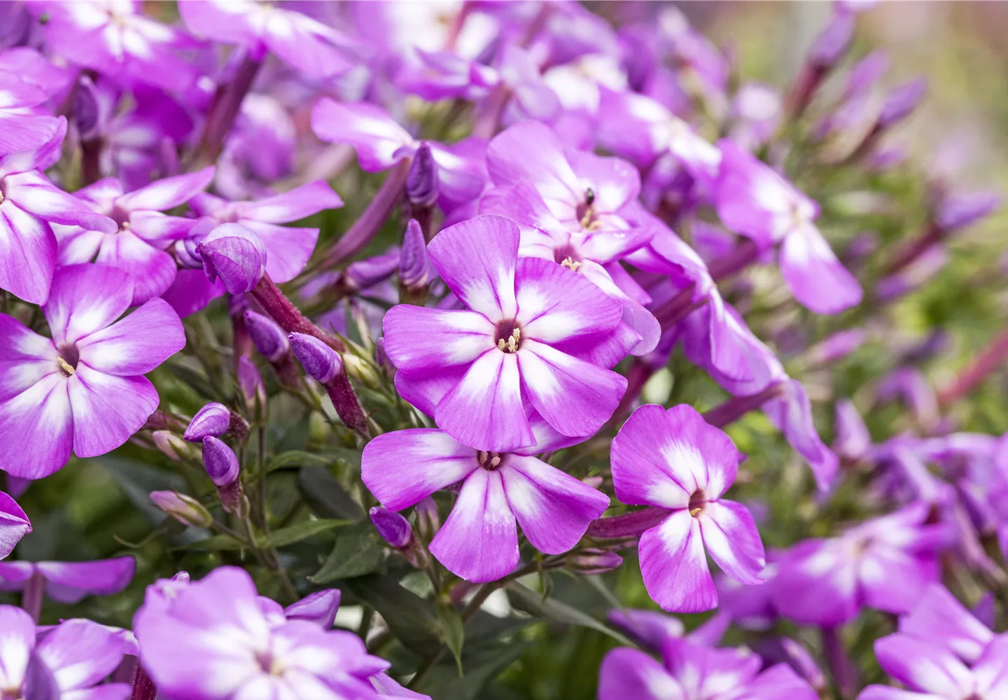 Flammenblumen lassen Ihren Garten in Farben baden
